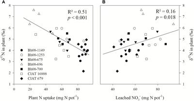 Low 15N Natural Abundance in Shoot Tissue of Brachiaria humidicola Is an Indicator of Reduced N Losses Due to Biological Nitrification Inhibition (BNI)